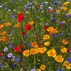Landmandens  Blomsterbl. 1 - årig 1,0 kg