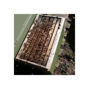 Bifamilier, 6 rm, Langstroth